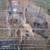 3 potbelly pigs 1 thumbnail
