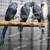Indian Ringnecks Ringneck Parrot 4 thumbnail