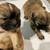 Shihtzu Puppies 8 thumbnail