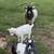 Nigerian Dwarf Goats 1 thumbnail