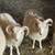 Shetland cross sheep 9 thumbnail