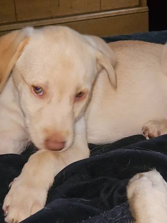 Lab husky mix (Tulsa)64054492128258120