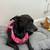KATY'S Ready to Bloom With Your LOVE! Adopt Katy! 5 years old 2 thumbnail