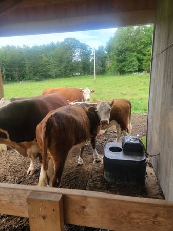 4 yr old hereford bull and heifers - $3,000 (Henniker)63470912853377123