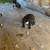 Anatolian/wolfhound 3 thumbnail