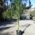 Baby Queen palms ///// Chamaedorea plumosa 4 thumbnail