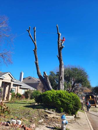 TREE REMOVAL AND STUMP GRINDING 1