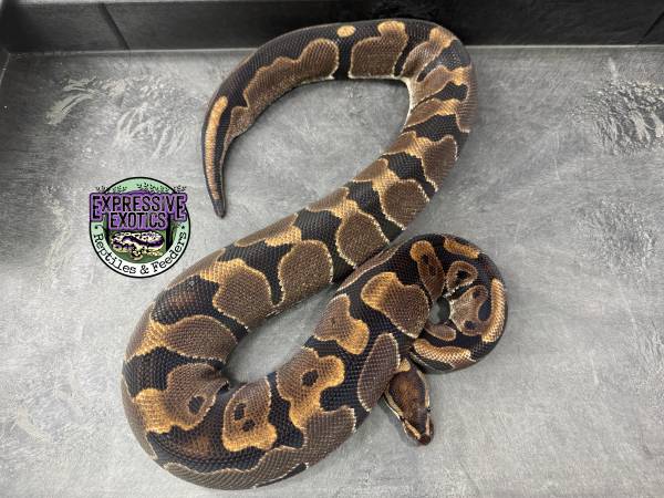 Proven Female Ball Python - 100% dbl het VPI Axanthic / Piebald (Orange Park)63682033335809120