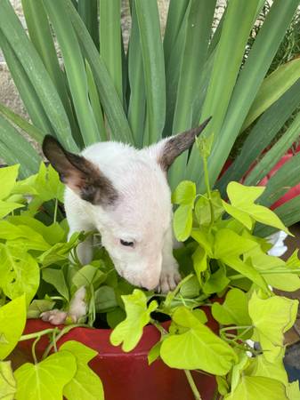 English bull terrior (Houston)63859316584065120