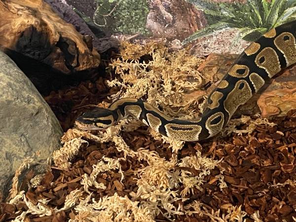 Ball Python - Bob Marley (Derby)64312248804738121