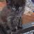 Kittens 2 thumbnail