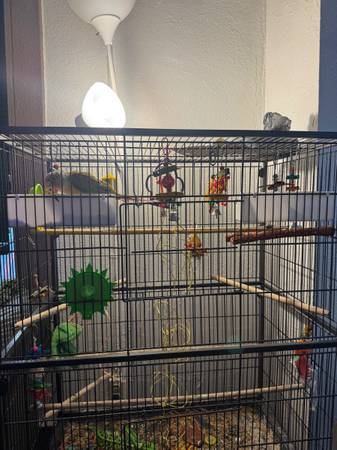 Conure con jaula63981875495554121