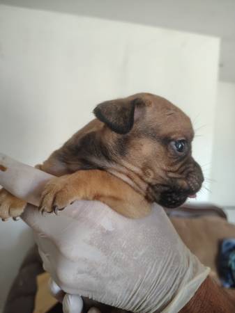 Frenchies (Lancaster)63829609476353123