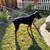 DOBERMAN  STUD 4 thumbnail