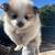 Pomeranian puppies 2 thumbnail
