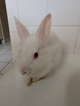 4-Month-Old White Rabbit (Netherland Dwarf Type) (Omaha)63670824102403124