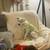 Rehoming Schnauzer 4 thumbnail