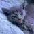 Pure bred Russian Blue 4 thumbnail