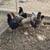 Chickens 9 thumbnail