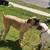 Cane corso - $1,500 OR BEST OFFER (for sale) 7 thumbnail