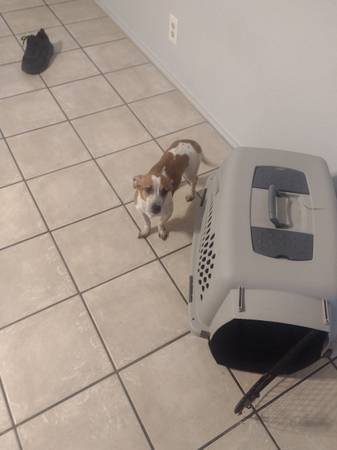 Rehoming Chihuahua mix 1