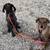 Foster needs her forever home 4 thumbnail