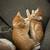 3 male kittens 7 thumbnail