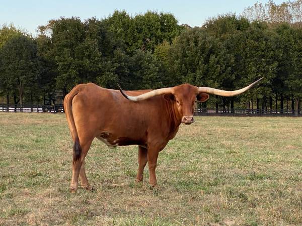 Top Quality Registered Texas Longhorn Cow 1
