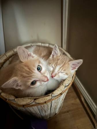 Pareja de gatitos emparejados disponibles63670004598275120
