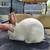 Californian meat rabbits 1 thumbnail