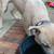 Dog rehoming 5 thumbnail