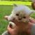 Newborn Persian kittens 7 thumbnail