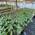 Warrenton Plants Nursery Nurseries 22 thumbnail