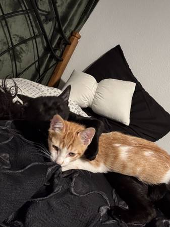 Free cats 4 and 6 month olds (Bakersfield)64014695921537121