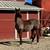 Horse for Lease 1 thumbnail