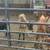 Weaned calves/calf 2 thumbnail