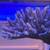 Saltwater Corals - SPS, Torches, Hammers, RODI, Saltwater 4 thumbnail
