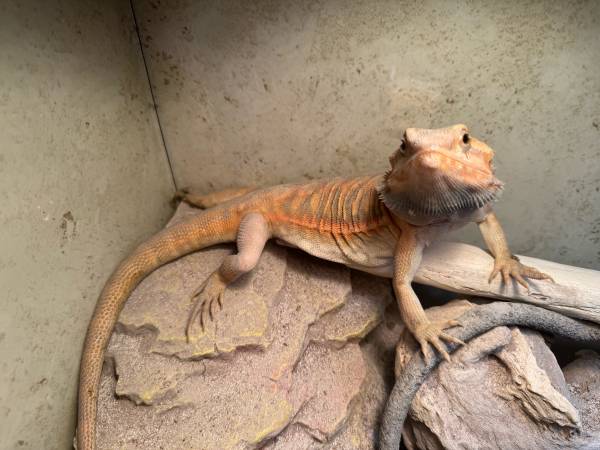 Young Beardie looking for new home (Killeen)63839345392003121