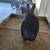 Show/brood quality Netherland dwarf rabbits 8 thumbnail