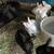 Bunnies 4 thumbnail