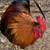 Roosters 1 thumbnail