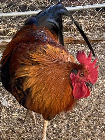 Roosters 1