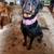 Dogs looking for home, can seperate - No fault of theirs 7 thumbnail