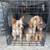Miniature Yorkie Dogs 2 thumbnail