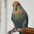 lovebird rehoming 1 thumbnail