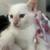 7 week old kittens Siamese 1 thumbnail