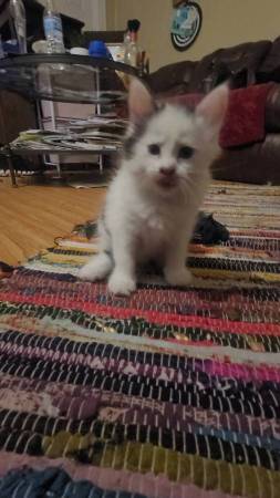Kitten macho de 8 semanas de edad529239225349580801