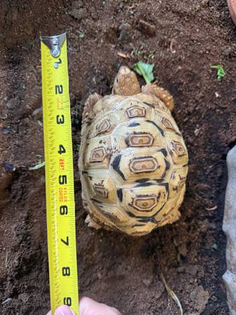 Rehoming leopard tortoises (Las Vegas)63907299504130123