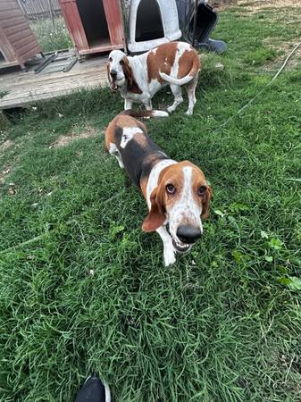 Basset Hounds (santa rosa)63862001543553122