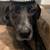 catahoula leopard 3 thumbnail